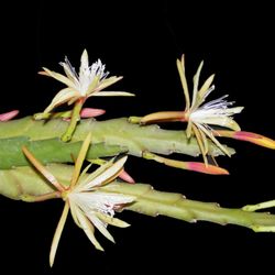 Annie’s Garden Gems - Disocactus macranthus GOLD CHARMS