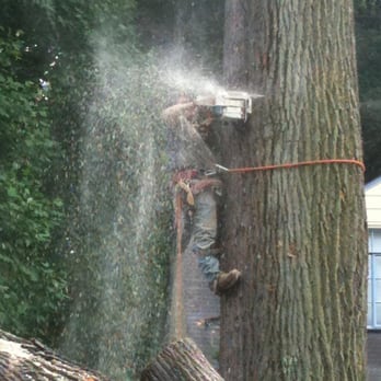 Maryland Tree - Tree Services Near Me - Adelphi, Maryland