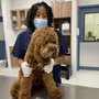 Photo of InstaVet Urgent Care Animal Hospital