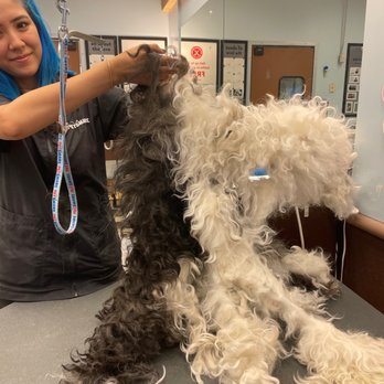 PetSmart - Pet Groomers Near Me - Las Vegas, Nevada PetSmart - Pet Groomers Near Me - Las Vegas, Nevada
