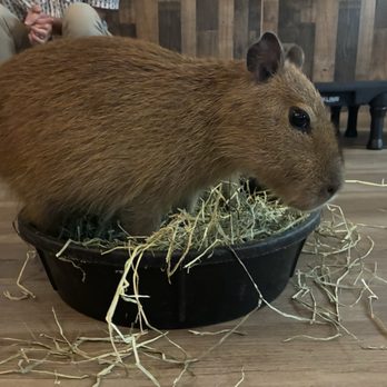 The Capybara Cafe - Capybara - Themed Cafes Near Me - St. Augustine, Florida The Capybara Cafe - Capybara - Themed Cafes Near Me - St. Augustine, Florida