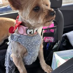 Annandale Pet Spa - britney spears