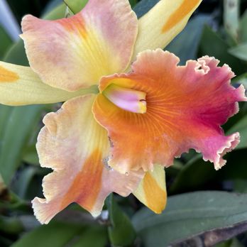 Krull Smith Orchids - Cattleya - Nurseries & Gardening Near Me - Apopka, Florida Krull Smith Orchids - Cattleya - Nurseries & Gardening Near Me - Apopka, Florida