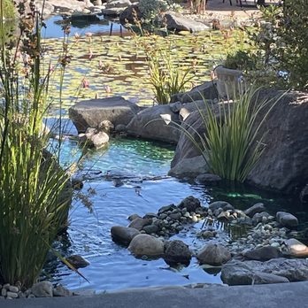 Salt & Stone - View of koi pond from our table under edge of patio cover toward - Wine Bars Near Me - Kenwood, California