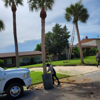 A&J Landscaping and Tree Service - a man working on a palm tree - Tree Services Near Me - Cocoa, Florida A&J Landscaping and Tree Service - a man working on a palm tree - Tree Services Near Me - Cocoa, Florida