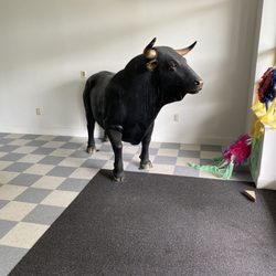 Rivas Meat Market 2 - Mascota