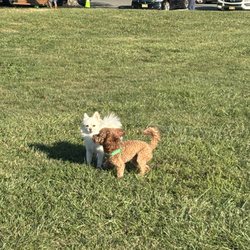 Overpeck County Park Dog Run - Henry Hoebel Area