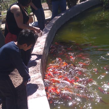 Luchia's Restaurant - Feeding the Koi - New American Near Me - Wikieup, Arizona Luchia's Restaurant - Feeding the Koi - New American Near Me - Wikieup, Arizona