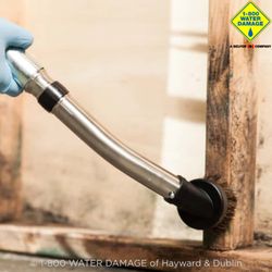 1-800 WATER DAMAGE of Hayward and Dublin, CA - Mold doesn't wait, and neither should you
