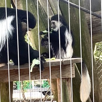 Memphis Zoo - Colobus Monkeys (Baby & Mother Eating) -Primate Canyon Exhibit - Zoos Near Me - Memphis, Tennessee Memphis Zoo - Colobus Monkeys (Baby & Mother Eating) -Primate Canyon Exhibit - Zoos Near Me - Memphis, Tennessee