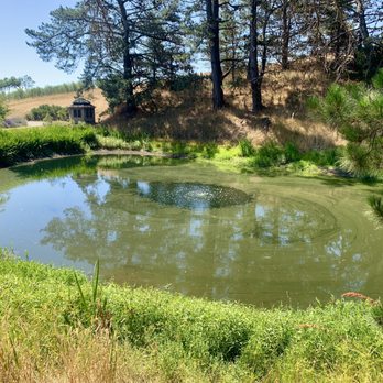 Monte-Bellaria Di California - Beautiful Pond. - Farms Near Me - Sebastopol, California Monte-Bellaria Di California - Beautiful Pond. - Farms Near Me - Sebastopol, California
