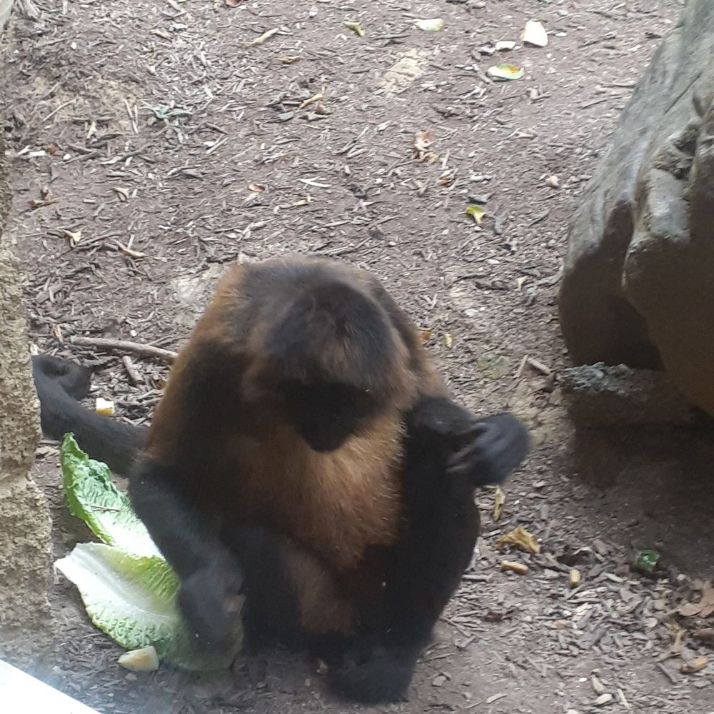 Chattanooga Zoo At Warner Park - Amusement Parks Near Me - Chattanooga, Tennessee
