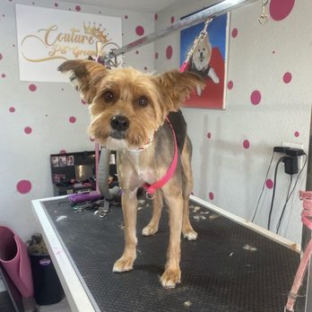 Couture Pet Grooming - Pet Groomers Near Me - Lake Elsinore, California Couture Pet Grooming - Pet Groomers Near Me - Lake Elsinore, California