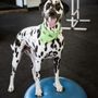 Photo of Chasing Trails Dog Enrichment Center