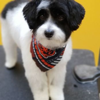 Shorty Styles - Benny - Pet Groomers Near Me - Chicago, Illinois Shorty Styles - Benny - Pet Groomers Near Me - Chicago, Illinois