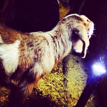 Spanish Ranch - Baby goat is into flashlights as much as I am - Horse Boarding Near Me - Los Angeles, California