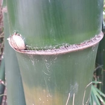 Botanischer Garten Orto Botanico di Palermo - Close up of bamboo - Parks Near Me