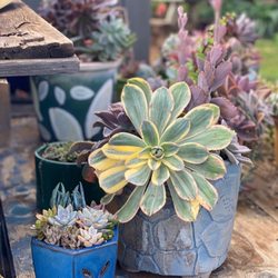 3rd Day Nursery - Little sneak peak of some arrangements still available for potential Christmas gifts! Santa told me that everyone loves plants :)