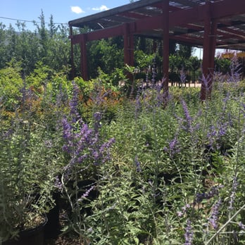 Eastside Discount Nursery - Nurseries & Gardening Near Me - El Paso, Texas
