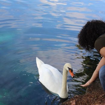 Lake Eola Park - You can hand feed the swans and ducks - Parks Near Me - Orlando, Florida