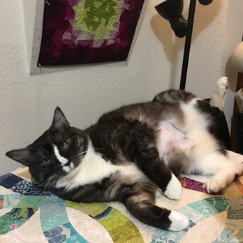 The Good Life For Pets - This was just my cat, who was the sweetest ever. - Pet Hospice Near Me