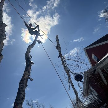 Foth's Top Notch Tree Service - Tree Services Near Me