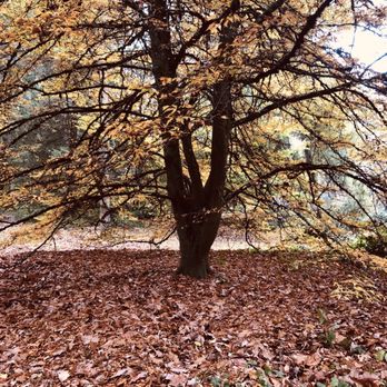 Washington Park Arboretum - Parks Near Me - Seattle, Washington Washington Park Arboretum - Parks Near Me - Seattle, Washington