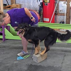 Canine Frenzy Versatility Training