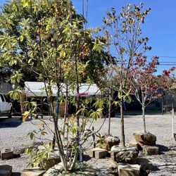 Hess' Landscaping & Nursery