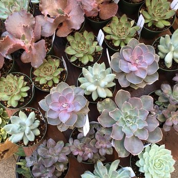 Succulence - Team Building Activities Near Me