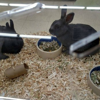 Creature Comforts - NO HAY! - Pet Stores Near Me - Milwaukie, Oregon Creature Comforts - NO HAY! - Pet Stores Near Me - Milwaukie, Oregon