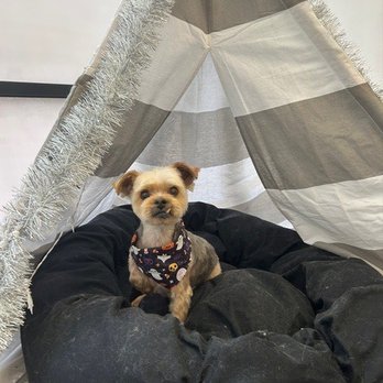 Pupper Club - Fresh and clean after being groomed by Julia S. at the Pupper Club in San Diego, CA - Pet Groomers Near Me - San Diego, California