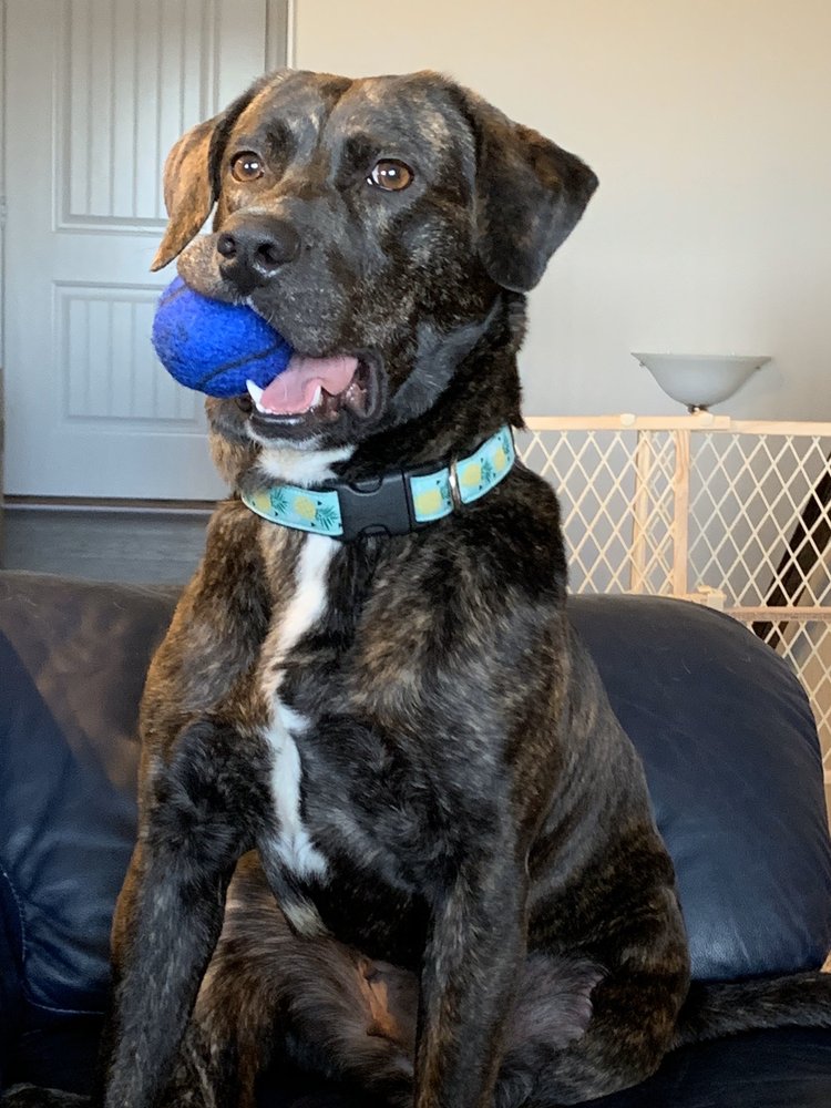 COOL K9’S DOG TRAINING Updated April 2024 14 Photos 19120 Pinon