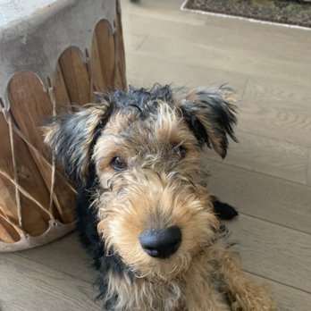 Devotion To Dogs - He went from terrier-is to a perfect gentlemen - Pet Training Near Me - El Cajon, California