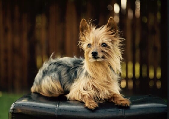 Animal Hospital On Teasley Lane 13 Photos 32 Reviews Veterinarians 3517 Teasley Ln Denton Tx Phone Number Yelp