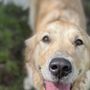 Photo of Bass Pet Resort & Spa