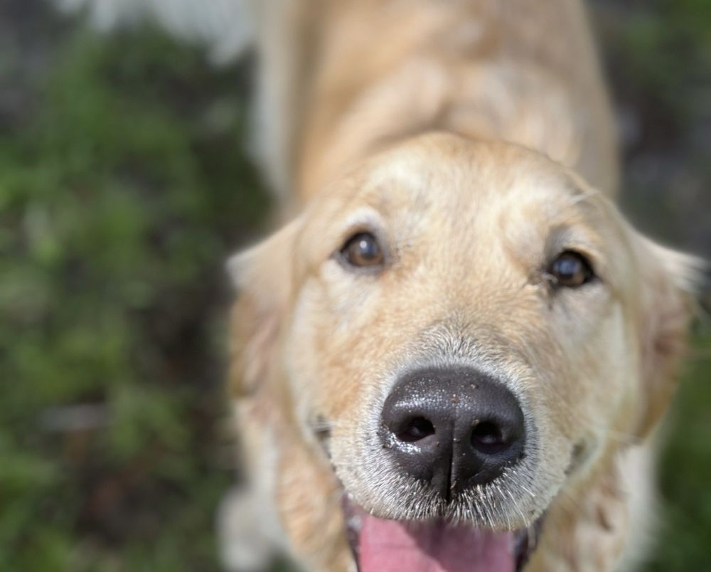 Bass Pet Resort & Spa - pet boarding facility in Kissimmee, FL