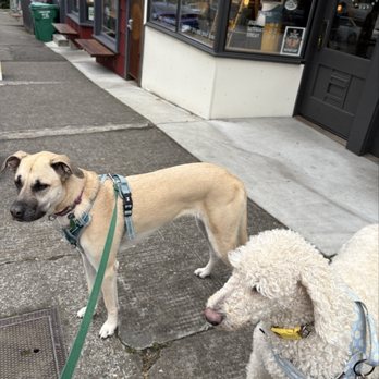 Redwing Cafe - Patiently waiting for yummy coffee with my "Muttley Crüe". - Breakfast & Brunch Near Me - Seattle, Washington Redwing Cafe - Patiently waiting for yummy coffee with my "Muttley Crüe". - Breakfast & Brunch Near Me - Seattle, Washington