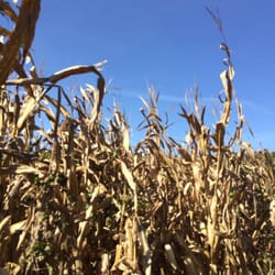 Lark Ranch - The view from the corn maze.