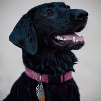 Poochie Promenade Pet Services - Dog Walkers Near Me - Chicago, Illinois Poochie Promenade Pet Services - Dog Walkers Near Me - Chicago, Illinois