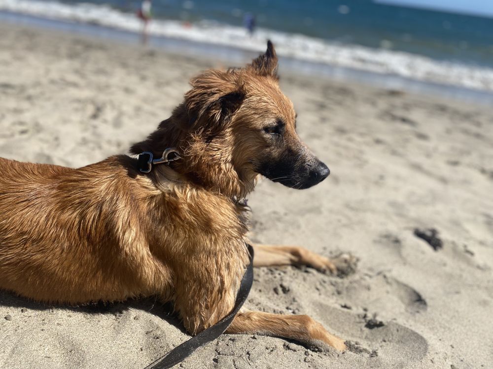 New Brighton State Beach