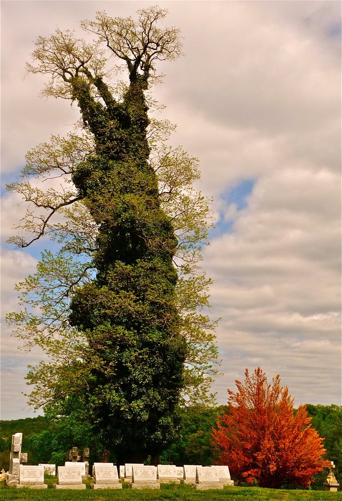 MOUNT OLIVET CEMETERY 28 Photos 1300 Bladensburg Rd NE, Washington, District of Columbia