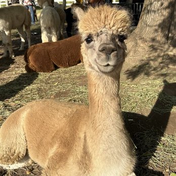 Canzelle Alpacas - Farms Near Me - Carpinteria, California Canzelle Alpacas - Farms Near Me - Carpinteria, California