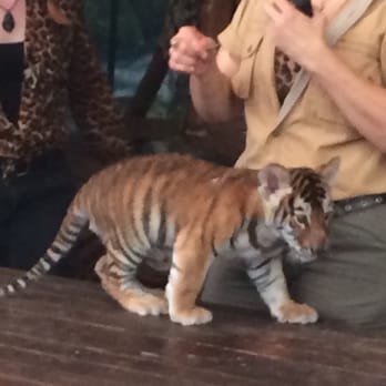 Jungle Island - Cute newborn tiger - Amusement Parks Near Me - Miami, Florida