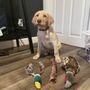Photo of City Paws Veterinary Clinic
