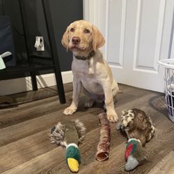 City Paws Veterinary Clinic - Scout as a baby