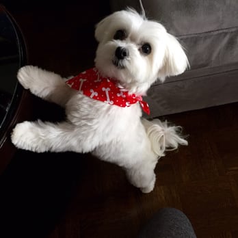 Head to Tail - My Perfectly Groomed Maltese! - Pet Stores Near Me - Cliffside Park, New Jersey Head to Tail - My Perfectly Groomed Maltese! - Pet Stores Near Me - Cliffside Park, New Jersey