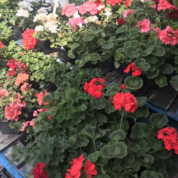 Dutchland Foods - Hanging baskets - Delis Near Me - Marion, New York Dutchland Foods - Hanging baskets - Delis Near Me - Marion, New York