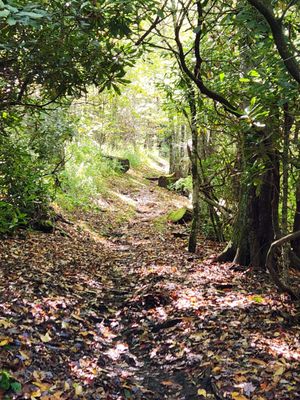 The Swag by null The Swag by null