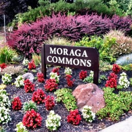 Moraga Commons Park Moraga Commons Park